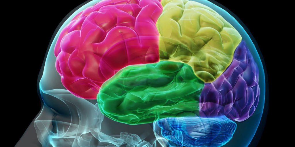 cerebro 1